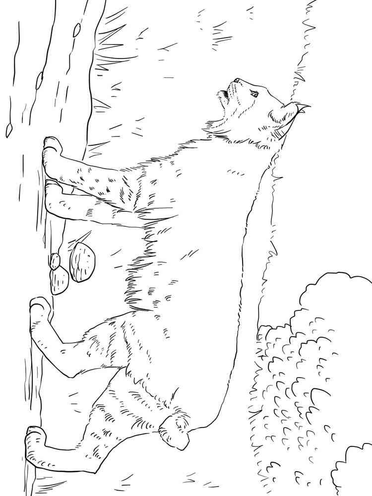 Eurasian Lynx coloring page