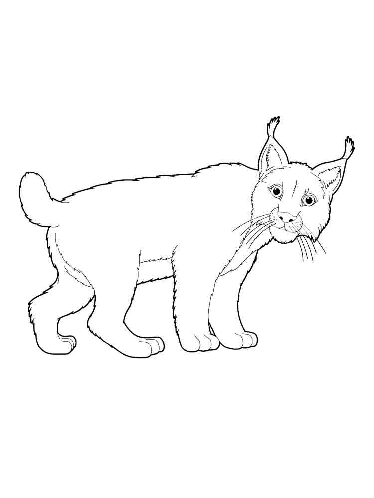 Easy Lynx coloring page