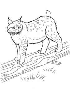 Lynx on the log coloring page