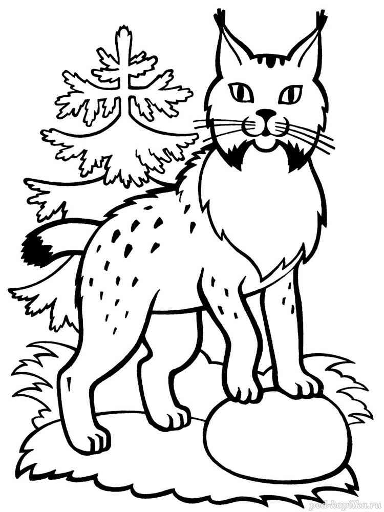 Lynx in the Forest coloring page