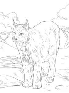 Bobcat Lynx coloring page