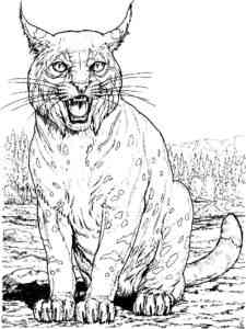 Wild Lynx coloring page
