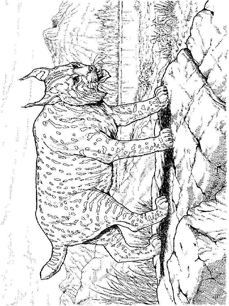 Iberian Lynx coloring page