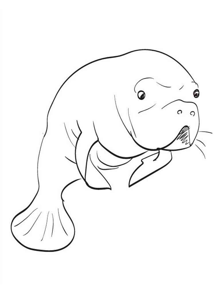 Manatee or Sea Cow coloring page