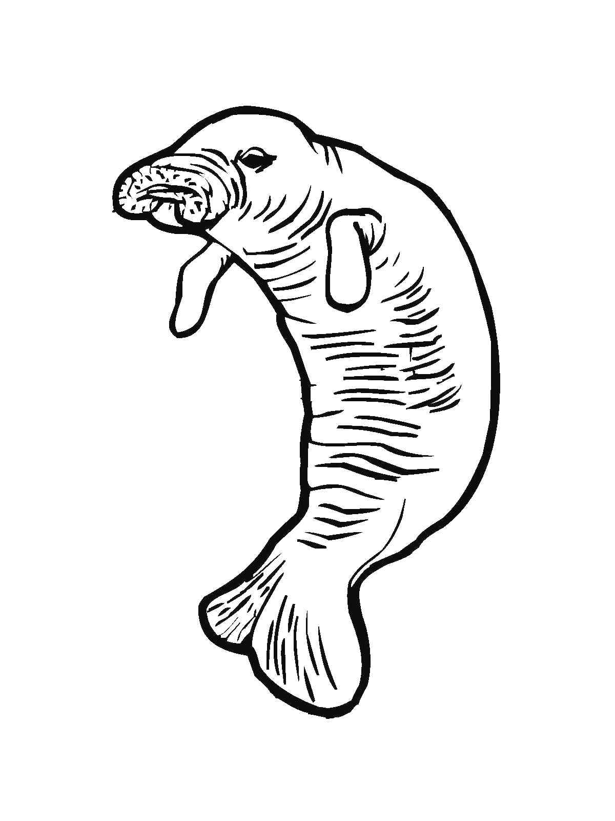 African Manatee coloring page
