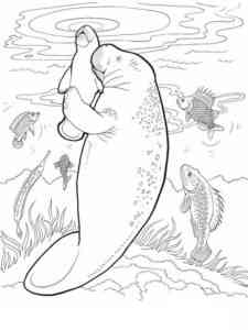 West Indian Manatee coloring page
