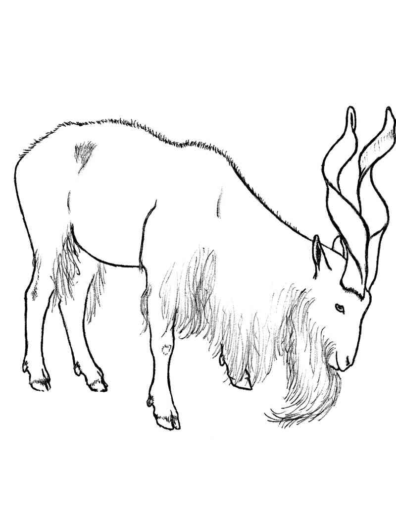 Markhor the mountain goat coloring page