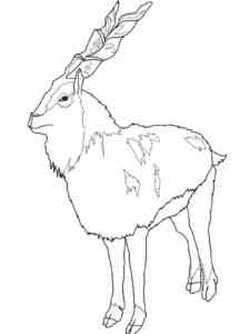 Realistic Markhor coloring page