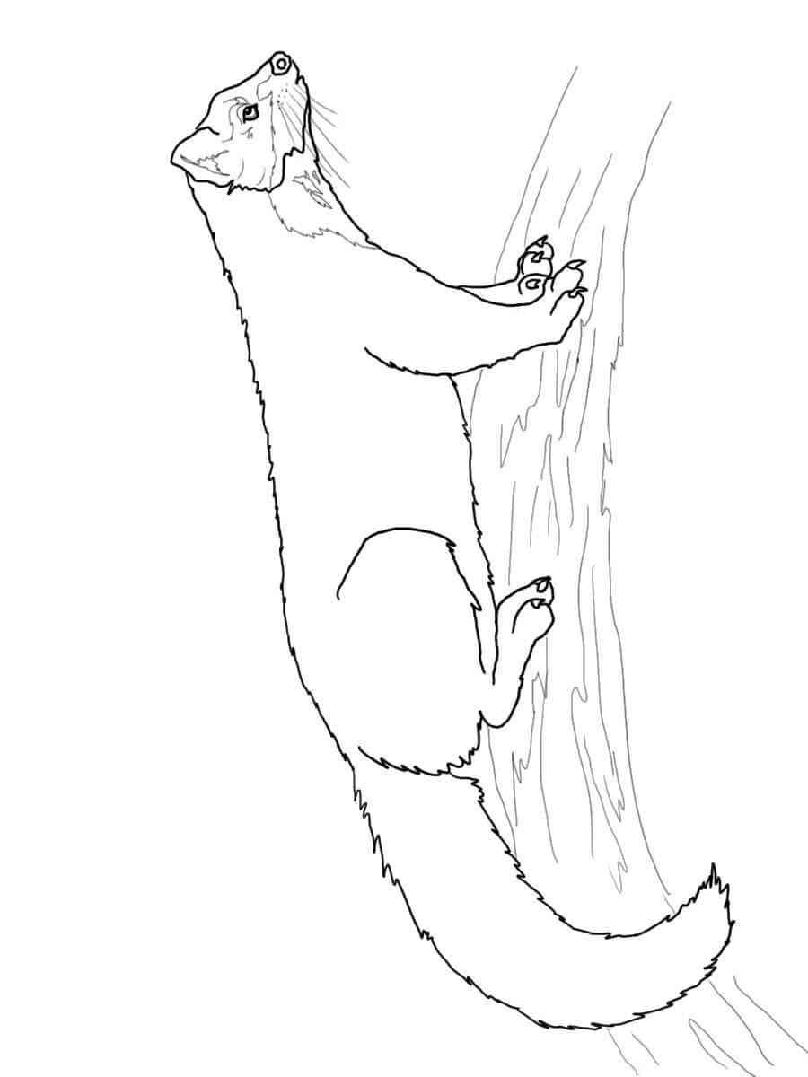 Marten on the Tree coloring page