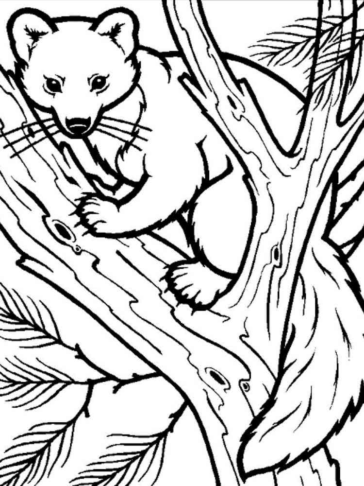 Pine Marten on the Tree coloring page