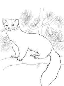 Pine Marten on a Branch coloring page