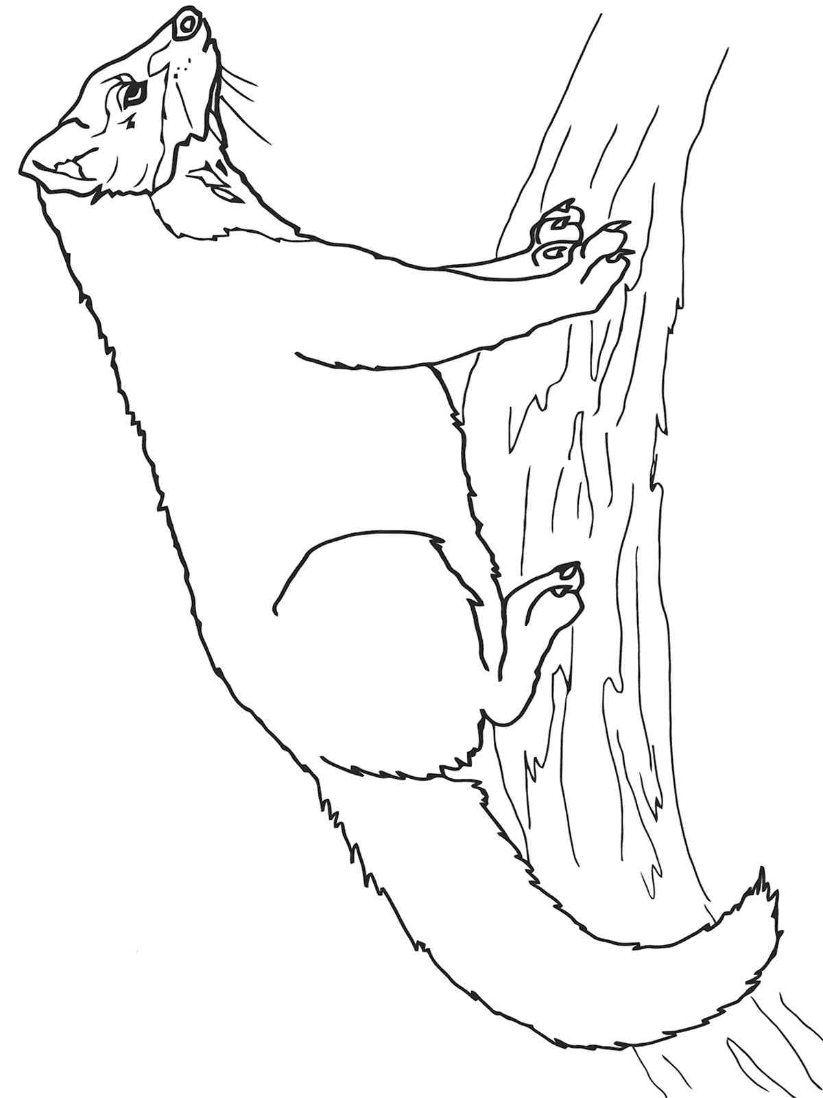 Marten on a Branch coloring page