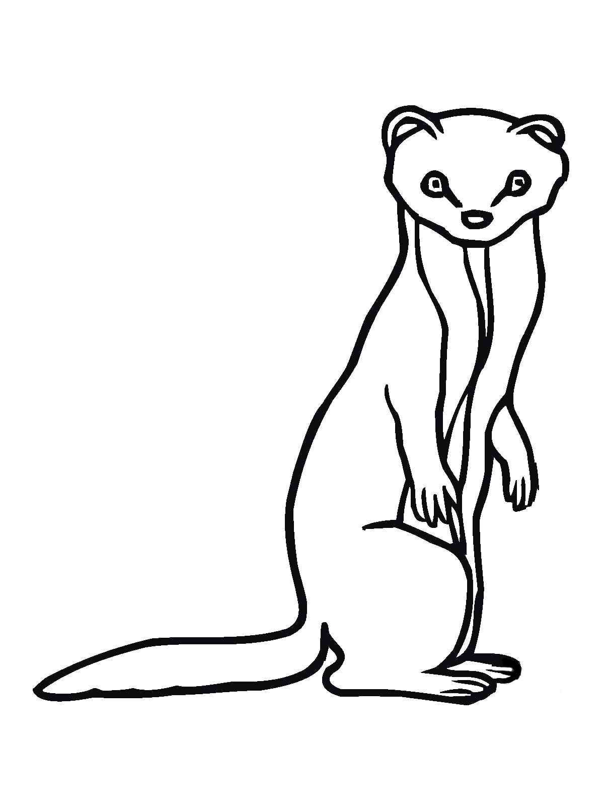 Marten Standing coloring page