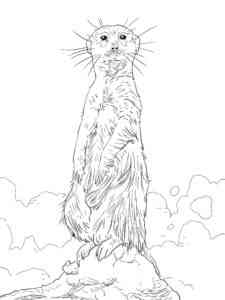Realistic Meerkat Standing coloring page