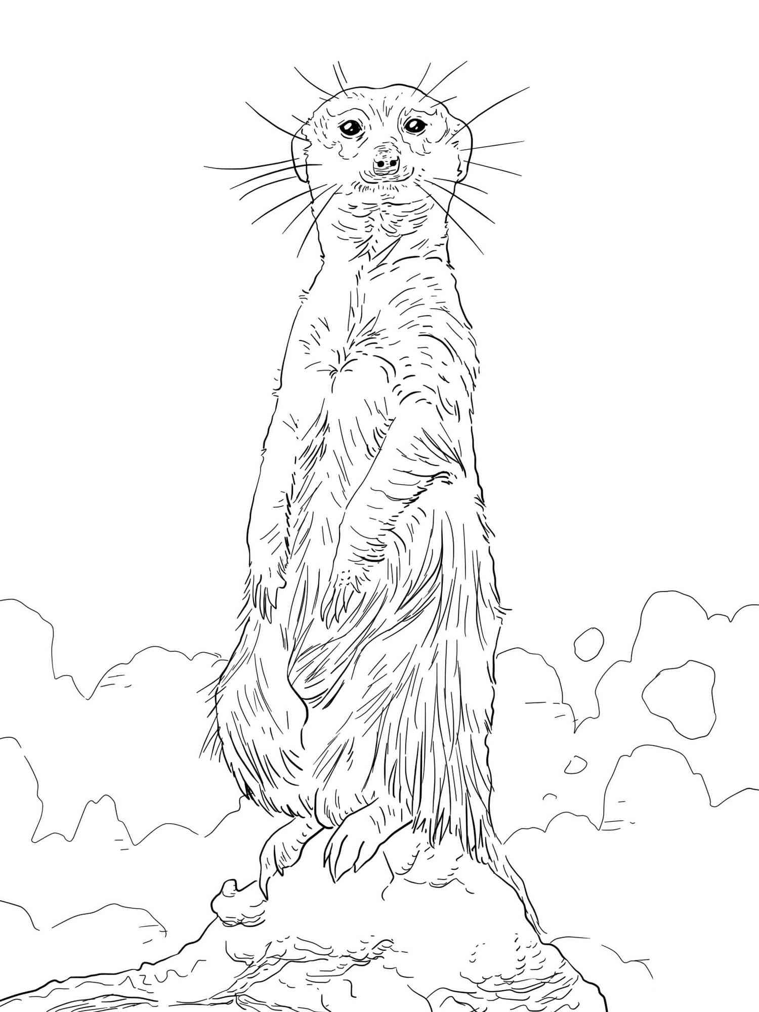 Realistic Meerkat Standing coloring page