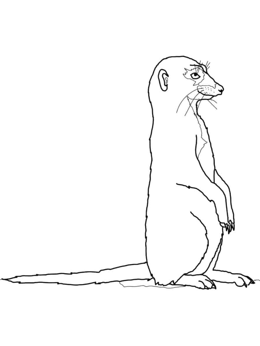 Meerkat Standing coloring page