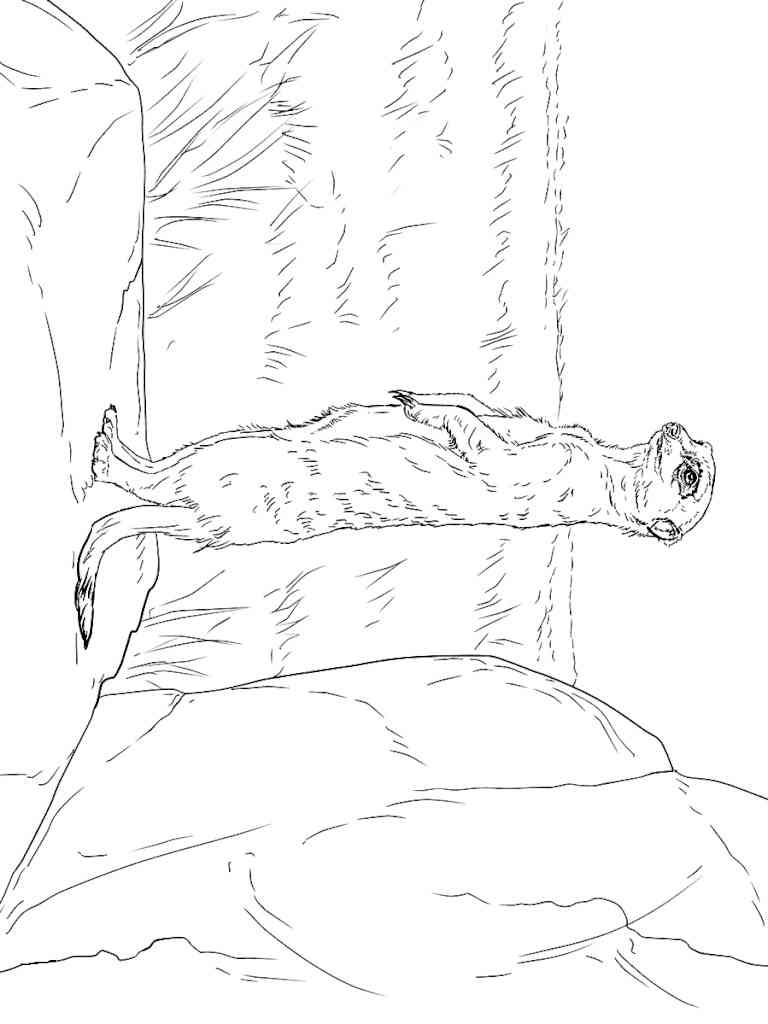 Realistic Meerkat coloring page