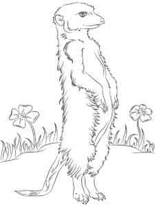 Meerkat in a field with flowers coloring page