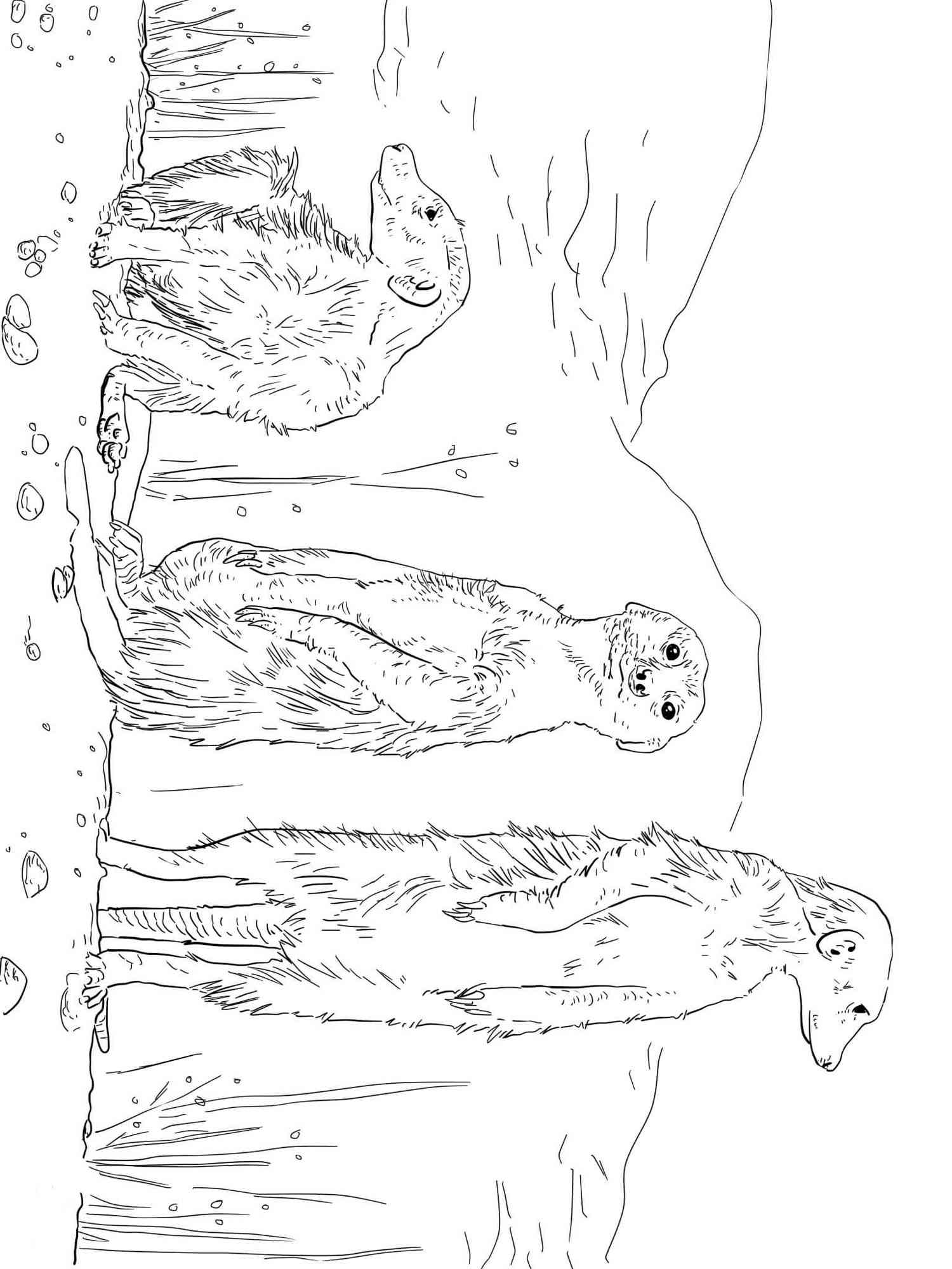 Meerkats Famaly coloring page