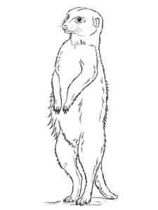 Funny Meerkat coloring page