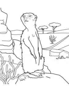 Meerkat on a rock coloring page