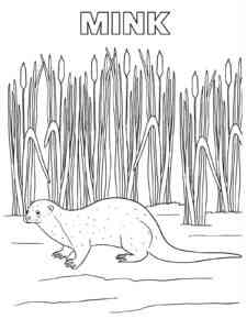 Mink in the grass coloring page
