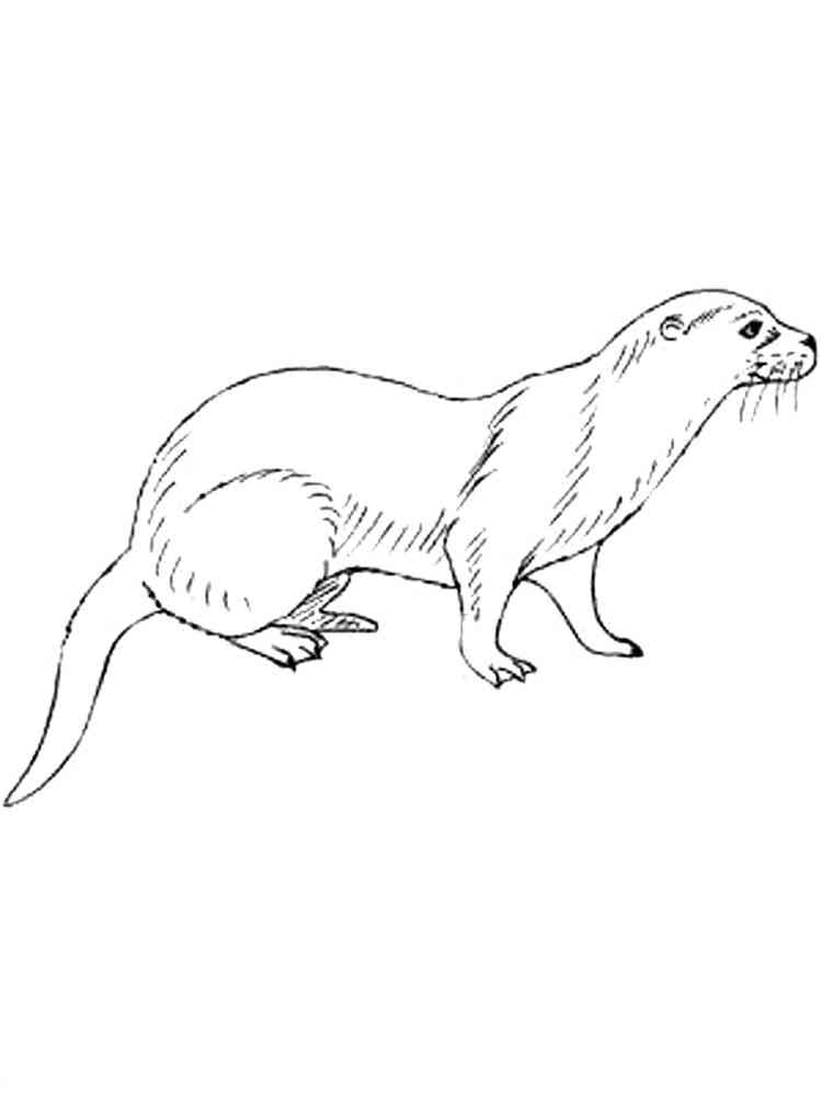 Realistic Mink coloring page