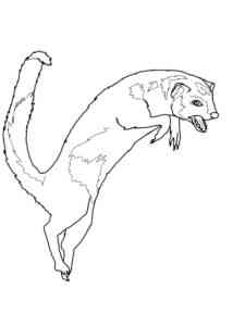 Jumping Mongoose coloring page