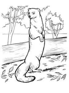 Mongoose at the log coloring page