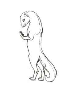 Standing Mongoose coloring page
