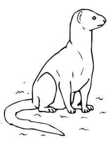 Realistic Mongoose coloring page