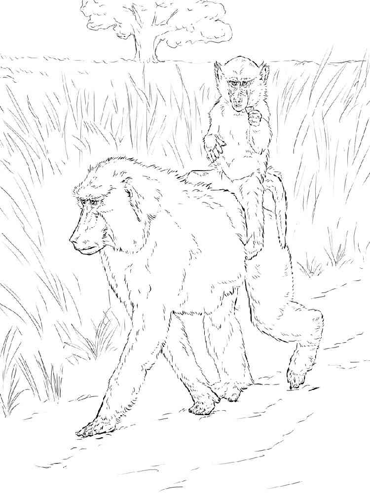 Baboon with a cub coloring page