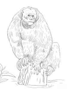 Bald Uakari Monkey coloring page