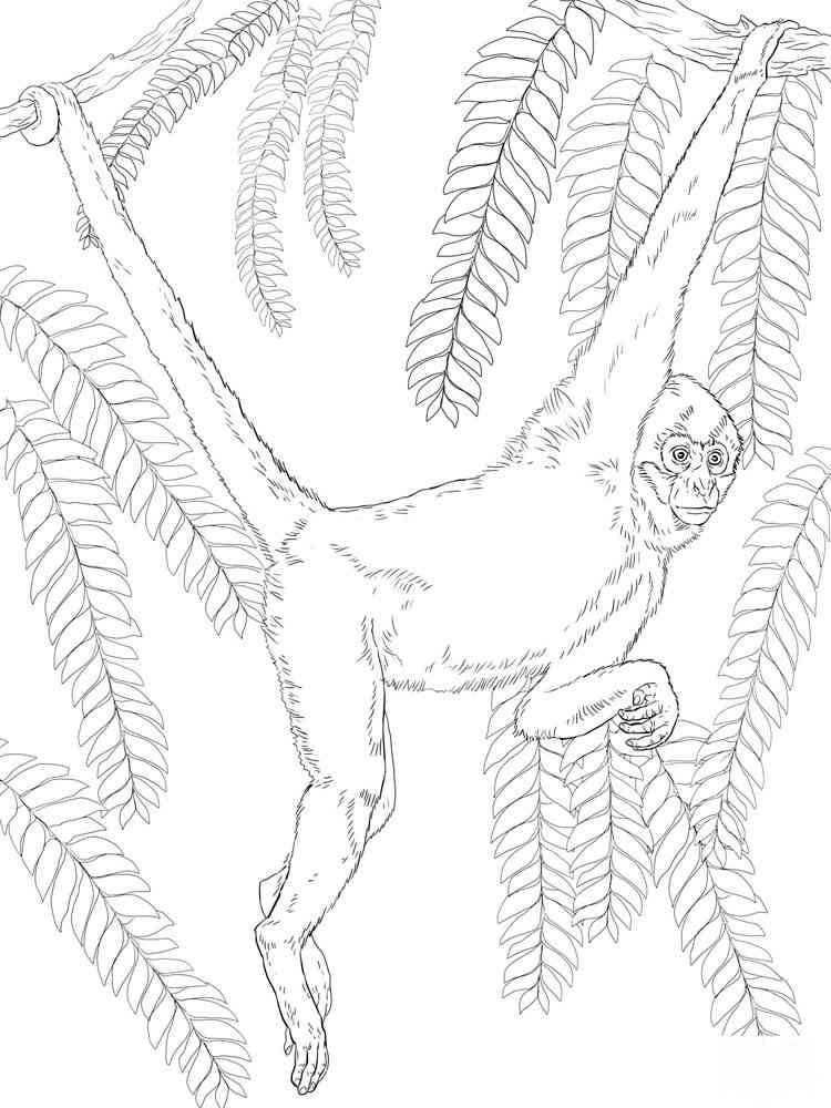 Black Handed Spider Monkey coloring page