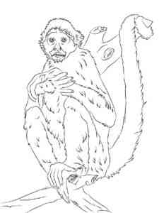 Spider Monkey coloring page
