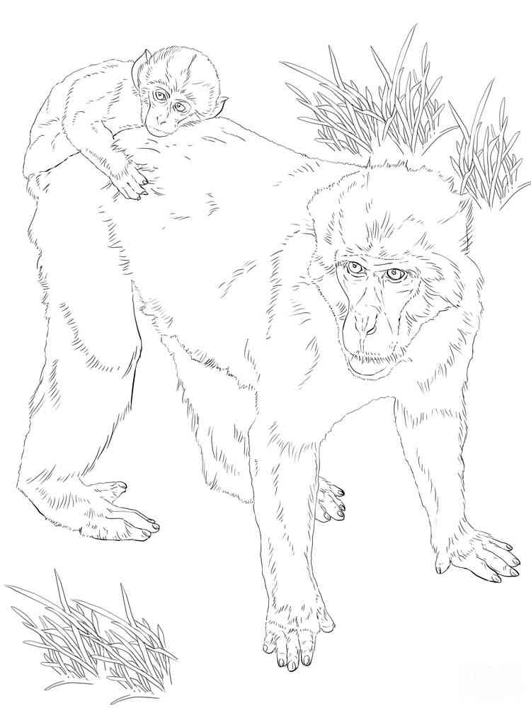 Macaque with Baby coloring page