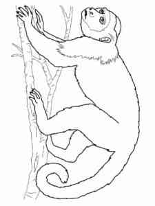 Squirrel Monkey coloring page