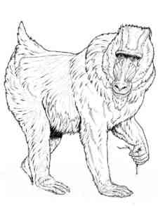 Mandrill coloring page