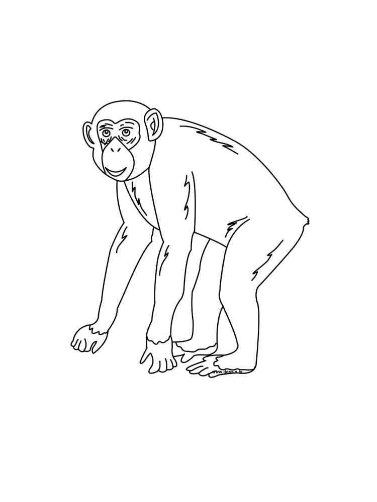 Monkey Chimpanzee coloring page