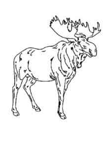 Huge Realistic Moose coloring page