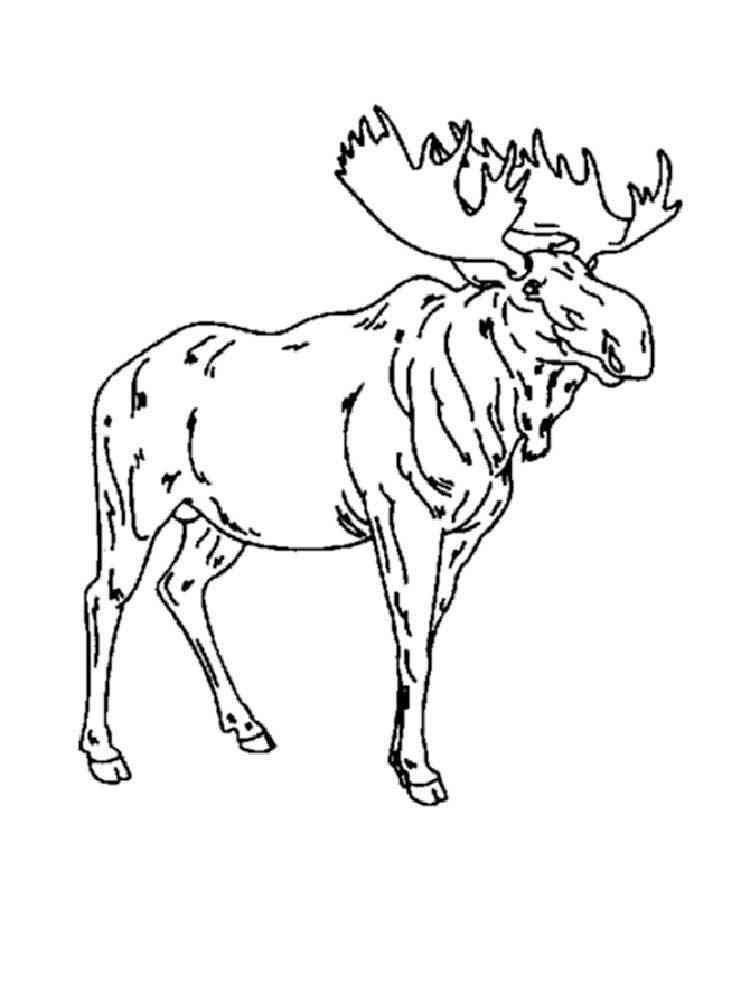 Huge Realistic Moose coloring page