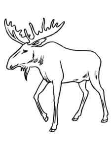 Realistic Moose coloring page