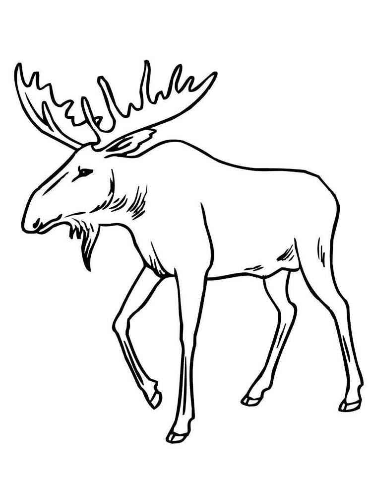 Realistic Moose coloring page