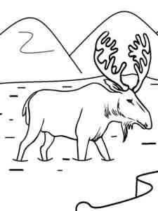 Moose walks on the river coloring page