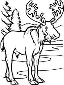 Eurasian Moose coloring page