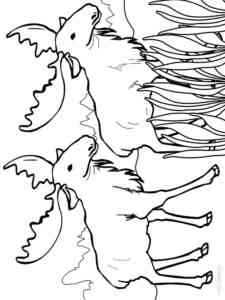 Two Mooses coloring page