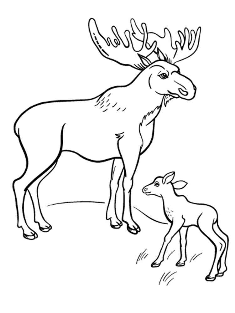 Moose with a cub coloring page