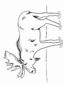Male Moose coloring page