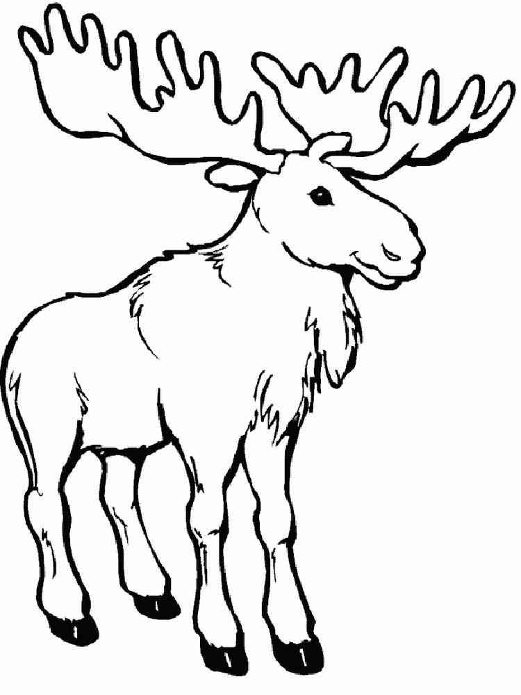 Easy Realistic Moose coloring page
