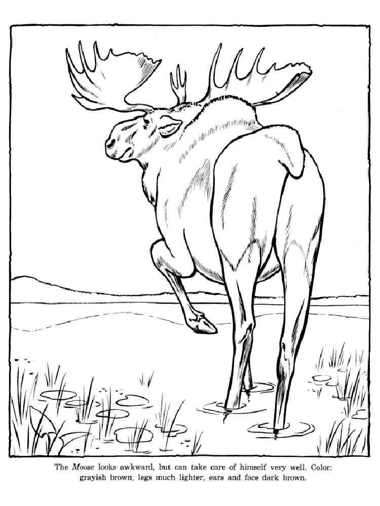 Moose back view coloring page